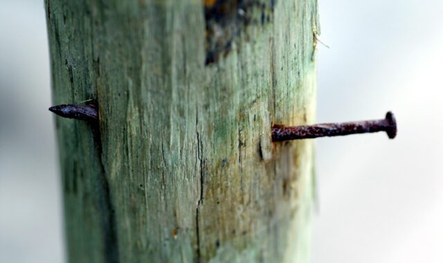 tip, oxide, trunk, nail, nail, nail, nail, nail, nail