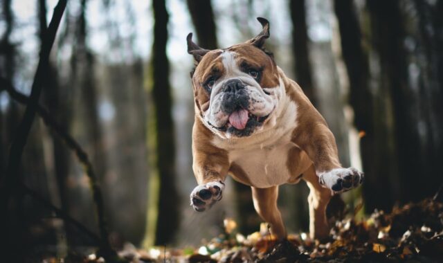 bulldog, pet, dog, animal, nature, portrait, forest, to stick on