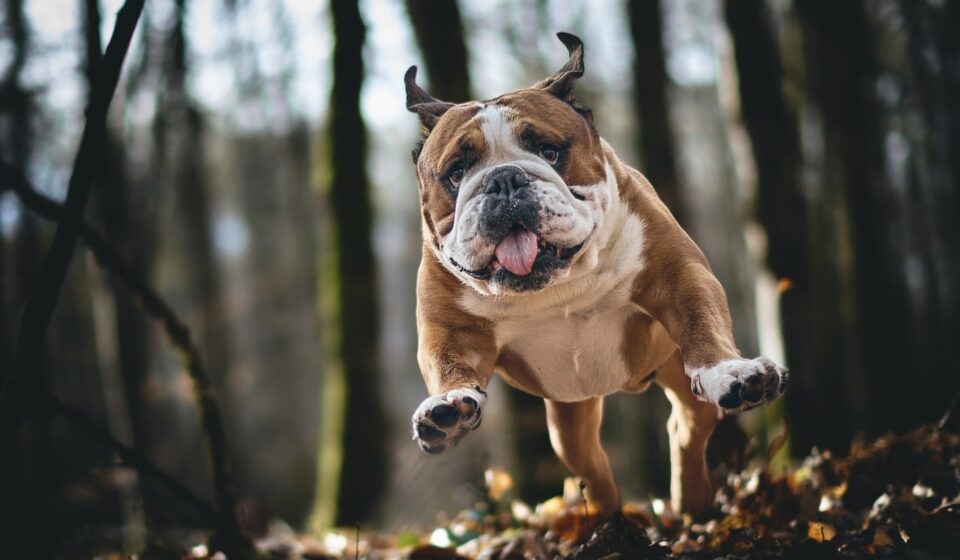 bulldog, pet, dog, animal, nature, portrait, forest, to stick on