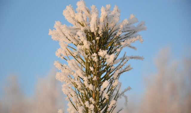 pine, tip, christmas tree, tree, winter, frost, snow, ice crystals, snowflakes, christmas, sky, nature, frozen