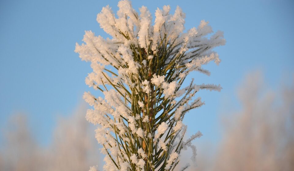 pine, tip, christmas tree, tree, winter, frost, snow, ice crystals, snowflakes, christmas, sky, nature, frozen