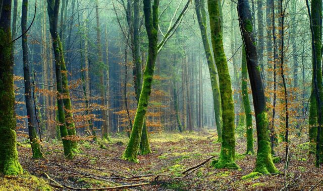 nature, forest, tree, green, forest floor, hazy, mood, moss, vegetation, environment, forest, forest, forest, forest, forest, moss, environment, environment, environment