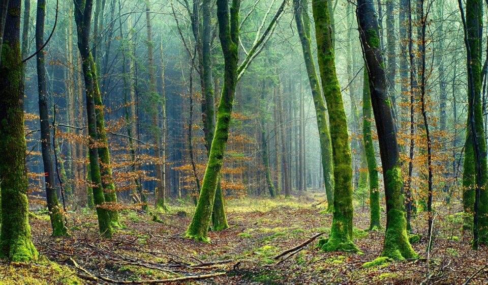 nature, forest, tree, green, forest floor, hazy, mood, moss, vegetation, environment, forest, forest, forest, forest, forest, moss, environment, environment, environment