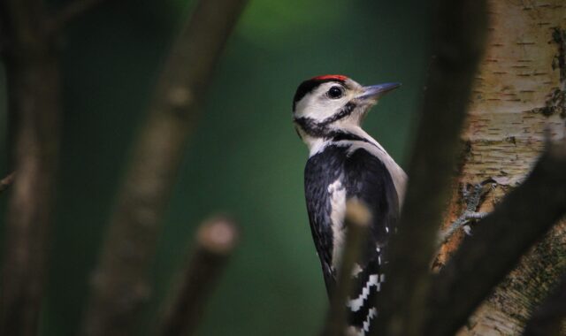 great spotted woodpecker, woodpecker, cub, bird, wildlife, nature, animal, forest bird, feathers, foraging, garden, feeding place, feeding, bird watching, sitting, woodpecker bird, bird food, animal portrait, masculine, male, songbird, woodpecker, woodpecker, woodpecker, woodpecker, woodpecker