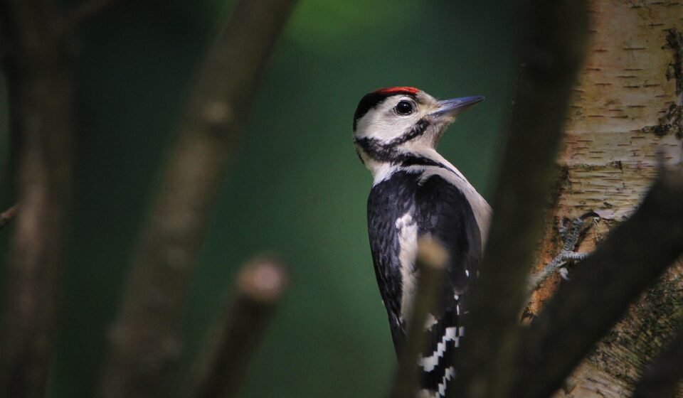 great spotted woodpecker, woodpecker, cub, bird, wildlife, nature, animal, forest bird, feathers, foraging, garden, feeding place, feeding, bird watching, sitting, woodpecker bird, bird food, animal portrait, masculine, male, songbird, woodpecker, woodpecker, woodpecker, woodpecker, woodpecker