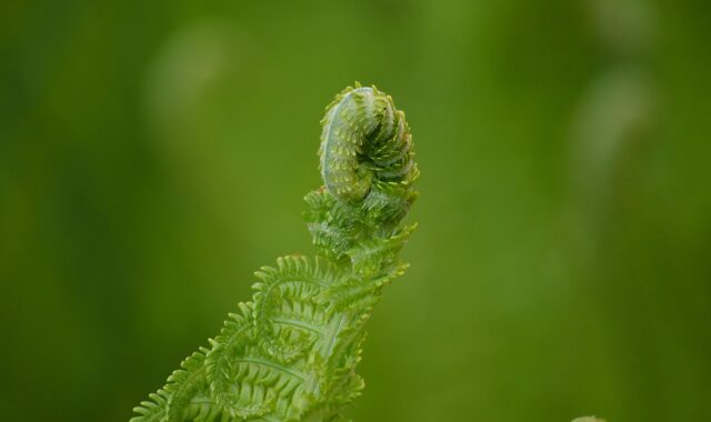 fern, fern fronds, sprout, growth, nature, macro, plant, unfold, fern tip, unroll, green, grow, garden, spring, sprout, sprout, sprout, sprout, sprout