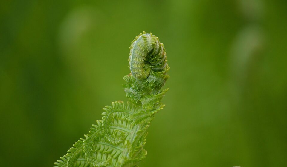 fern, fern fronds, sprout, growth, nature, macro, plant, unfold, fern tip, unroll, green, grow, garden, spring, sprout, sprout, sprout, sprout, sprout