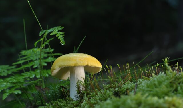 disc fungus, mushroom, forest, moss, spores, fern, nature, mushroom, mushroom, mushroom, mushroom, mushroom