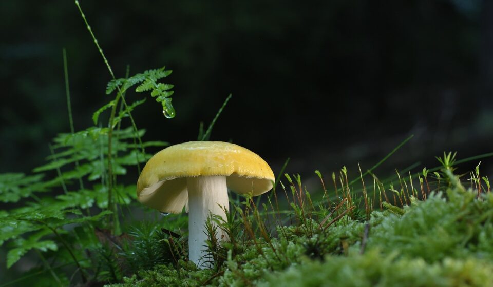 disc fungus, mushroom, forest, moss, spores, fern, nature, mushroom, mushroom, mushroom, mushroom, mushroom