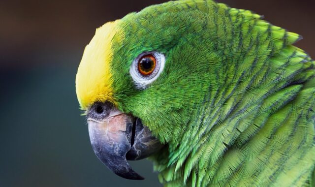 parrot, bird, feathers, macaw, plumage, yellow-fronted amazon parrot, green parrot, amazon bird, amazon parrot, nature