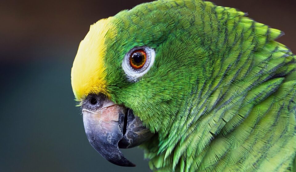 parrot, bird, feathers, macaw, plumage, yellow-fronted amazon parrot, green parrot, amazon bird, amazon parrot, nature
