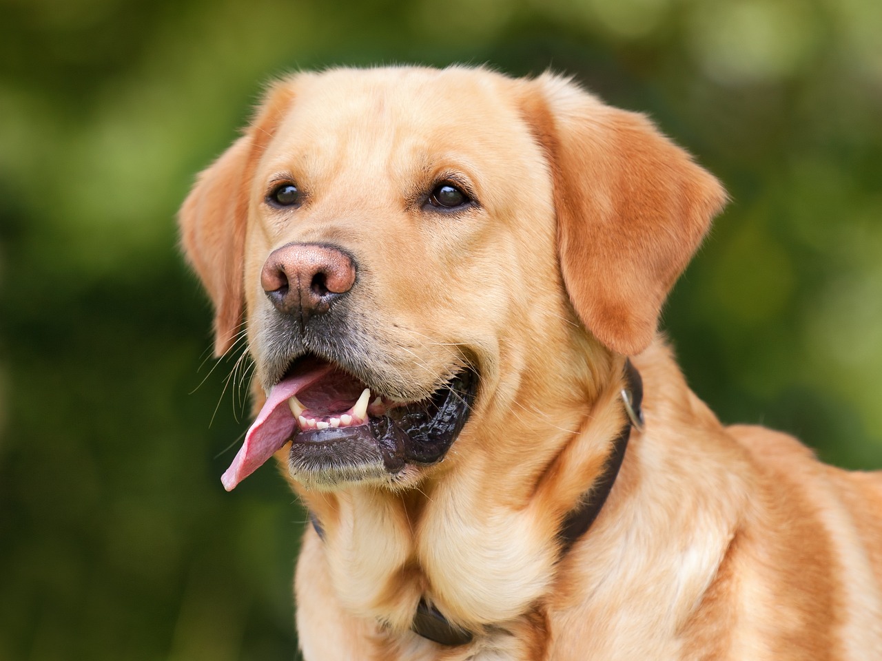 labrador retriever, dog, pet, tongue out, nature, animal, labrador, domestic dog, purebred, canine, mammal, cute, portrait