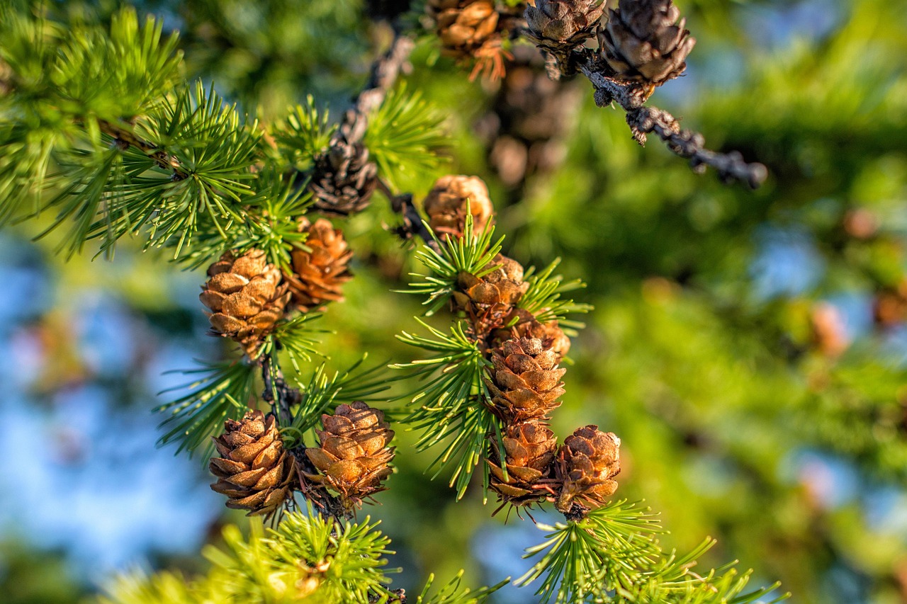 plant, larch, nature, pine i am looking for a good face, bogart village, mongolia