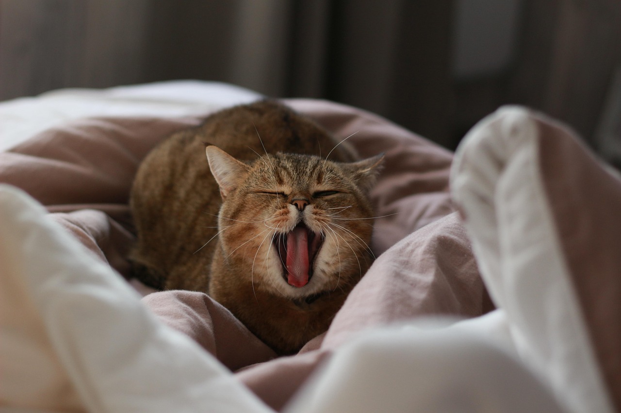 cat, yawns, yawning, sleepy, animal, to yawn, pet, i love it