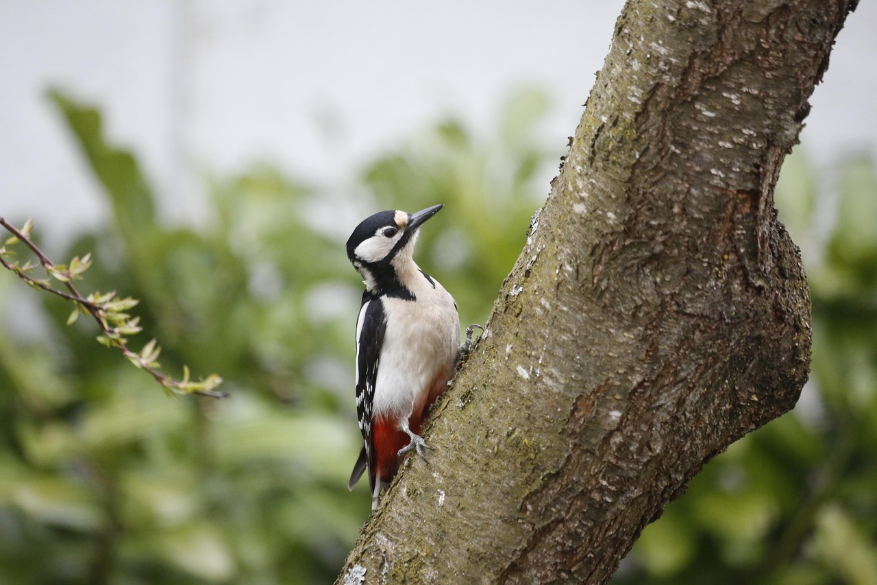 woodpecker, bird, great spotted woodpecker, tree, feathers, plumage, beak, ave, avian, ornithology, birdwatching, animal, wildlife, wildlife photography, animal world, nature, bill, wood, forest bird, foraging, natural