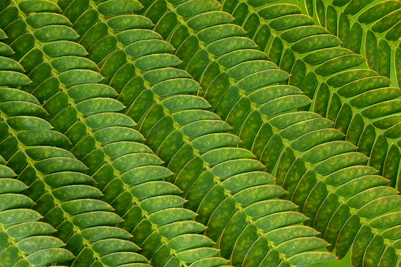 silkworm, leaves, surface, structure, veins, green, nature, silkworm, silkworm, silkworm, surface, structure, structure, structure, structure, structure, green, green, green, nature