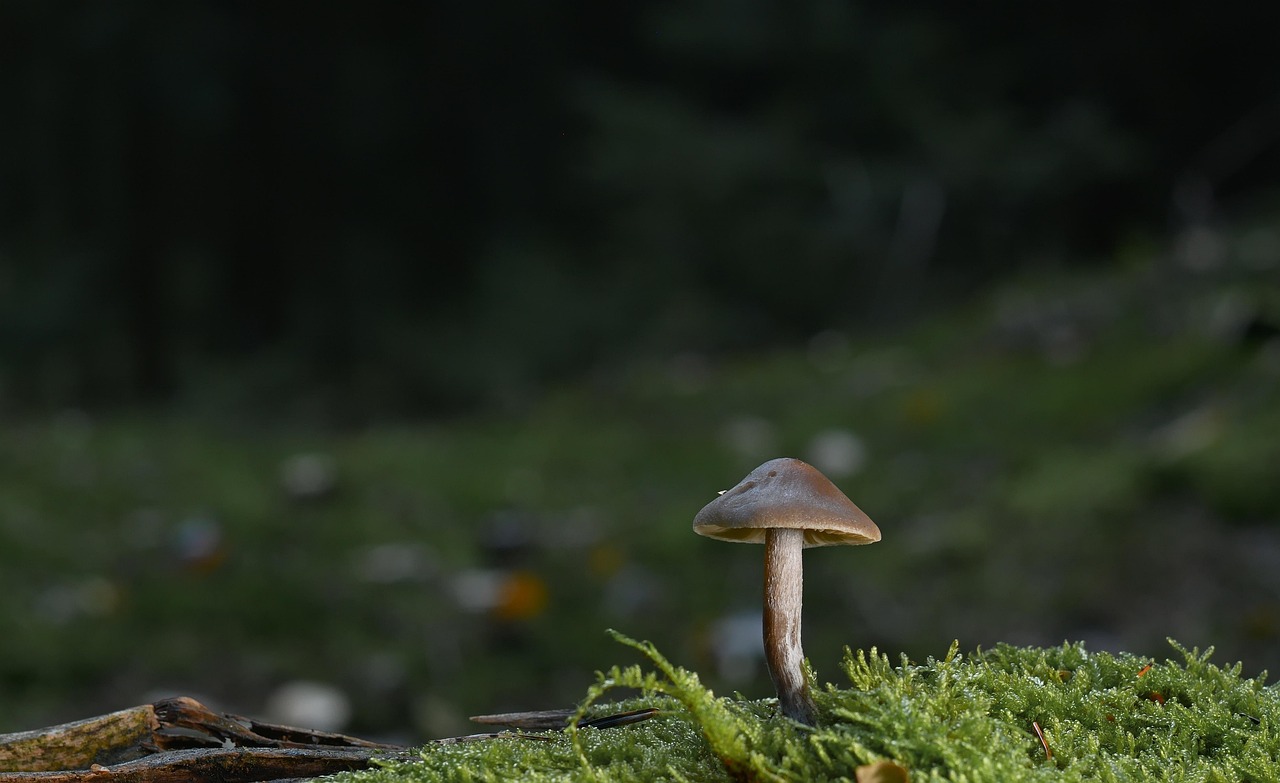 mushroom, forest, moss, fungal science, close up, forest floor, winter, nature
