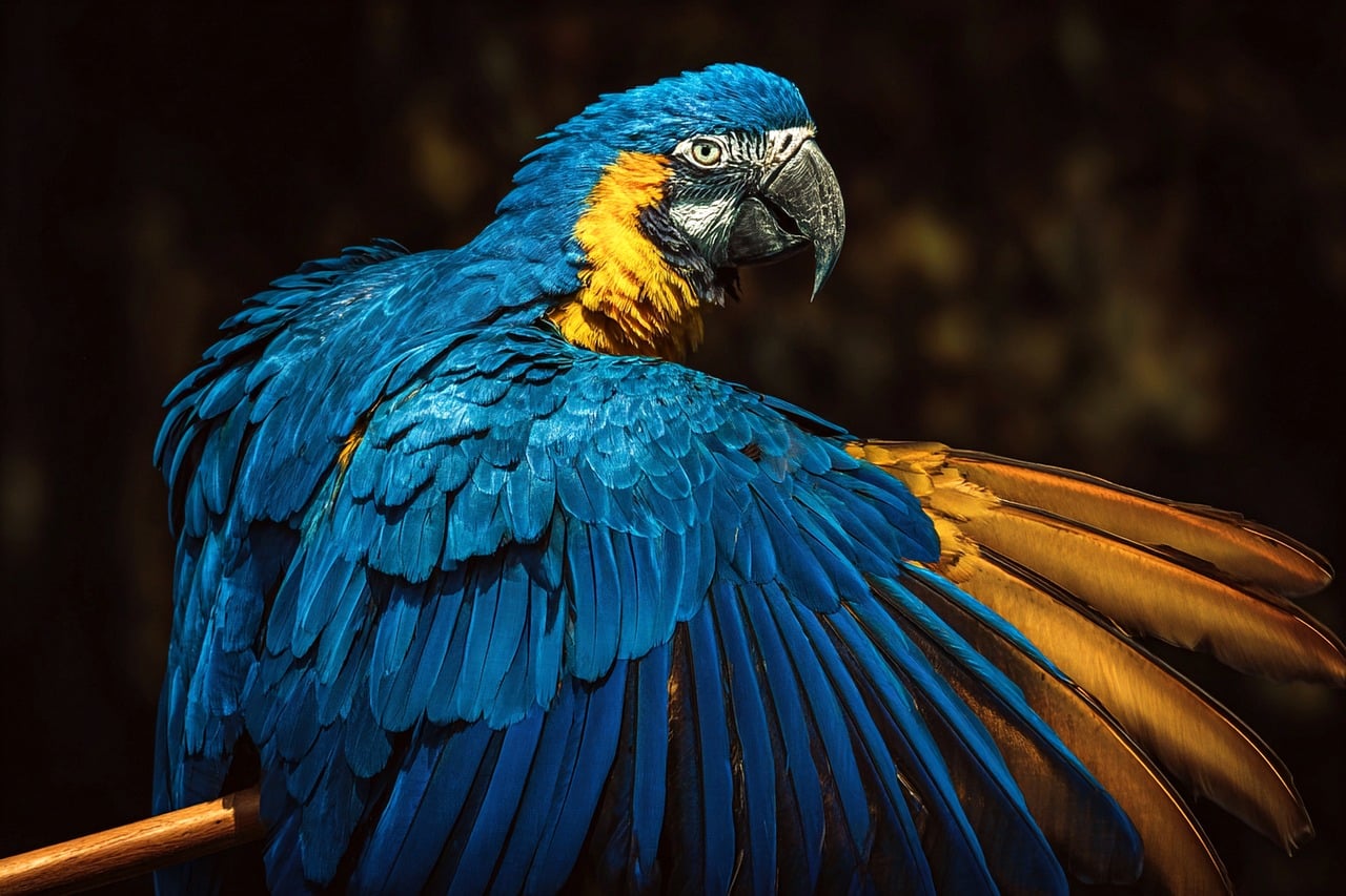 arara, bird, nature, animal, wild, pity, nozzle, tropical, flight, forest, exotic, fauna, brazil, amazon, plumage, wild animal, wildlife, wings, posture