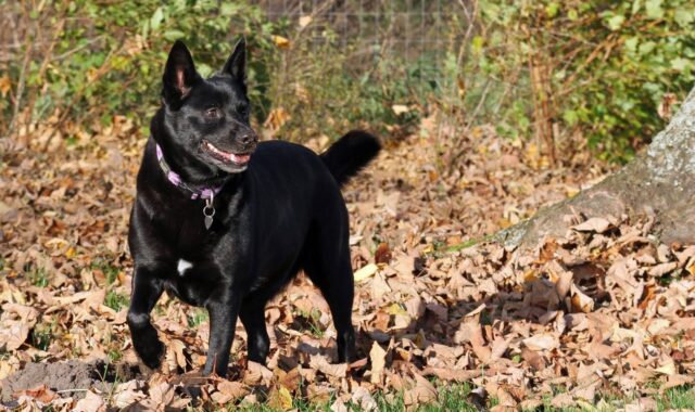 dog, black tip, pet, animal, fall, dansk, nature