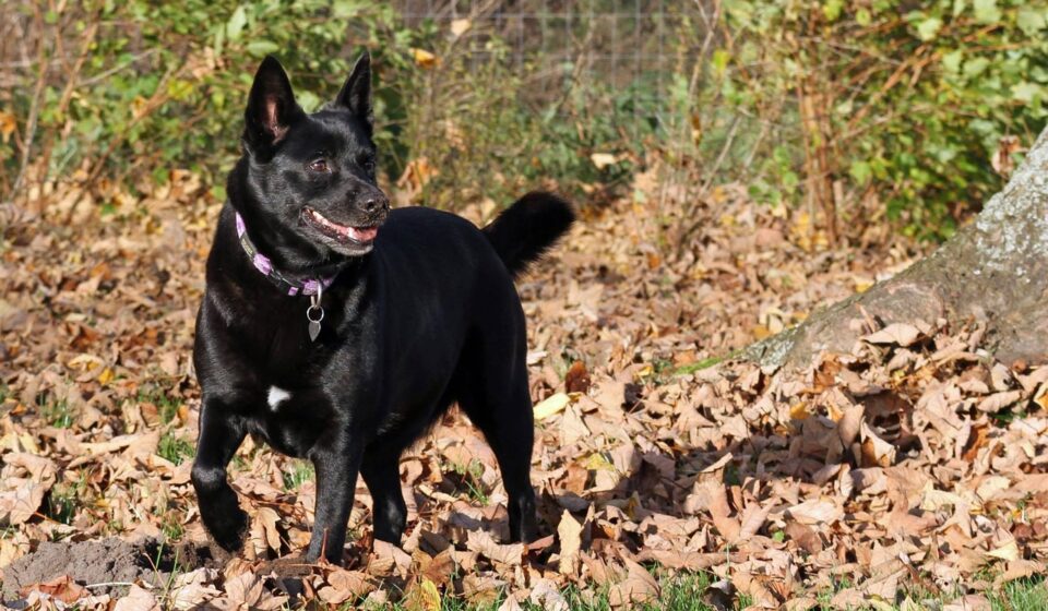 dog, black tip, pet, animal, fall, dansk, nature
