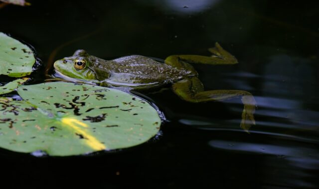 frog, nature, pond, tree frog, leaf, wildlife, animal