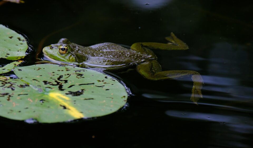 frog, nature, pond, tree frog, leaf, wildlife, animal