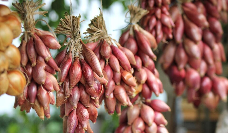 onion, vegetables, food, organic, harvest, kitchen garden, gardening, purple onion, lifestyle, onion, onion, onion, onion, onion