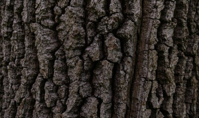 bark, tree, tree bark, nature, close up, macro, bark, bark, bark, tree, tree bark, tree bark, tree bark, tree bark, tree bark