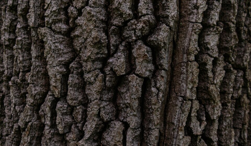bark, tree, tree bark, nature, close up, macro, bark, bark, bark, tree, tree bark, tree bark, tree bark, tree bark, tree bark
