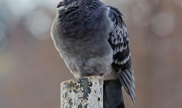 bird, pigeon, feathers, plumage, wing, perched, nature, pipe, avian, ornithology, close up, bokeh