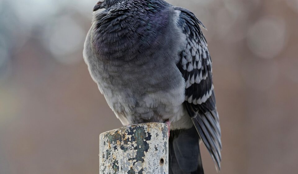 bird, pigeon, feathers, plumage, wing, perched, nature, pipe, avian, ornithology, close up, bokeh