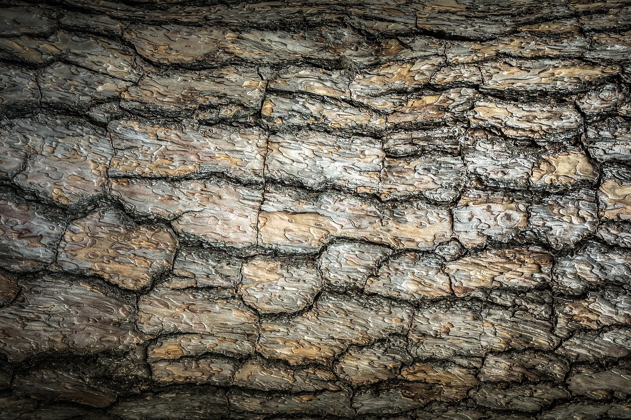 tree, texture, bark, plant, nature, pattern, surface, rough, skin, pine, bark, bark, bark, bark, bark