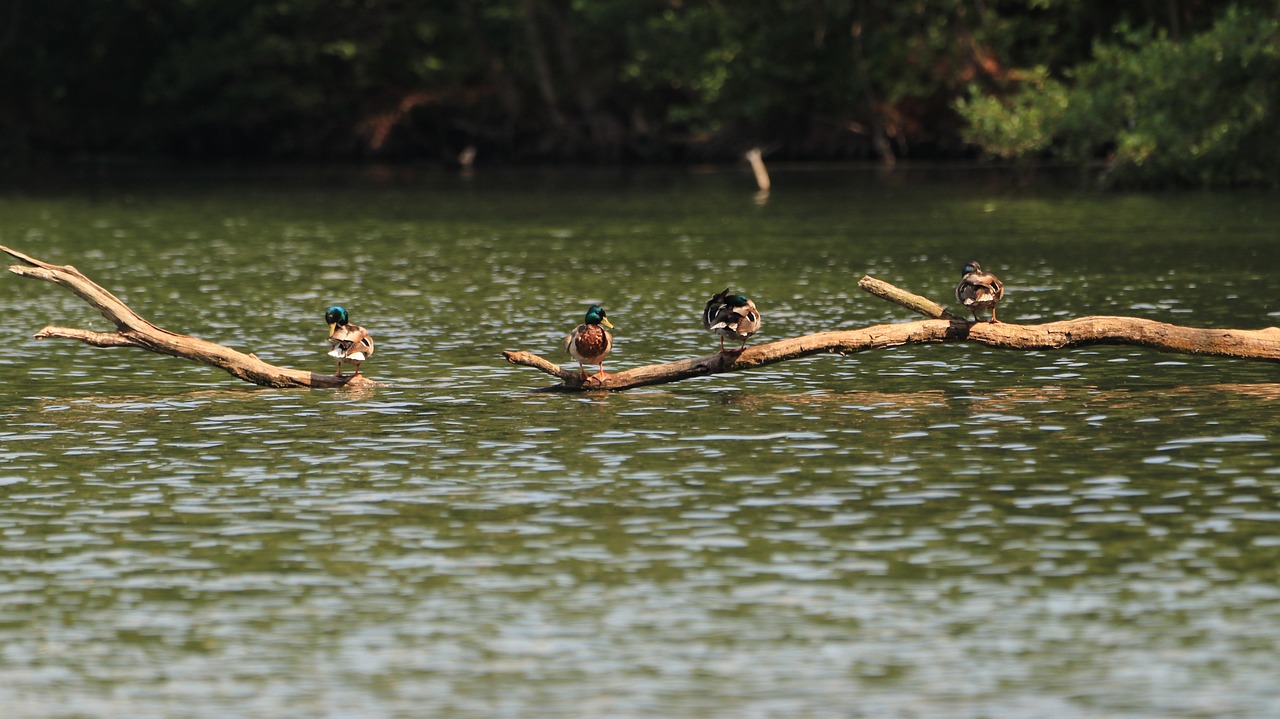 lake, ducks, maintenance, bird, nature, water, waters, tree trunk, wildlife, quiet