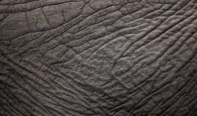 elephant, skin, texture, pachyderm, close up, structure, africa, elephant, elephant, elephant, elephant, skin, skin, skin, skin, skin, texture, texture, texture, texture, africa