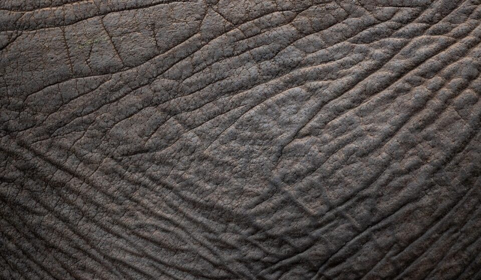 elephant, skin, texture, pachyderm, close up, structure, africa, elephant, elephant, elephant, elephant, skin, skin, skin, skin, skin, texture, texture, texture, texture, africa
