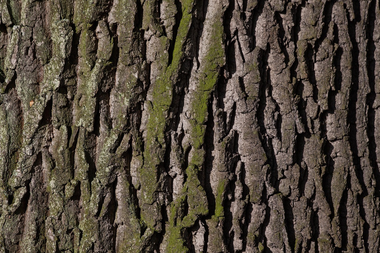 bark, hd wallpaper, free wallpaper, beautiful wallpaper, 4k wallpaper 1920x1080, desktop backgrounds, tree, oak, windows wallpaper, mac wallpaper, moss, 4k wallpaper, free background, laptop wallpaper, trunk, wallpaper hd, full hd wallpaper, wood, nature, cool backgrounds, texture, wallpaper 4k, background