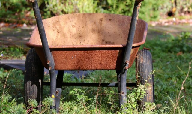 wheelbarrows, gardening, rusty, rusted, garden, tool, working device, nature, garden tools, equipment, fall, clean, clean up, landscaping, tools, work, maintenance, court