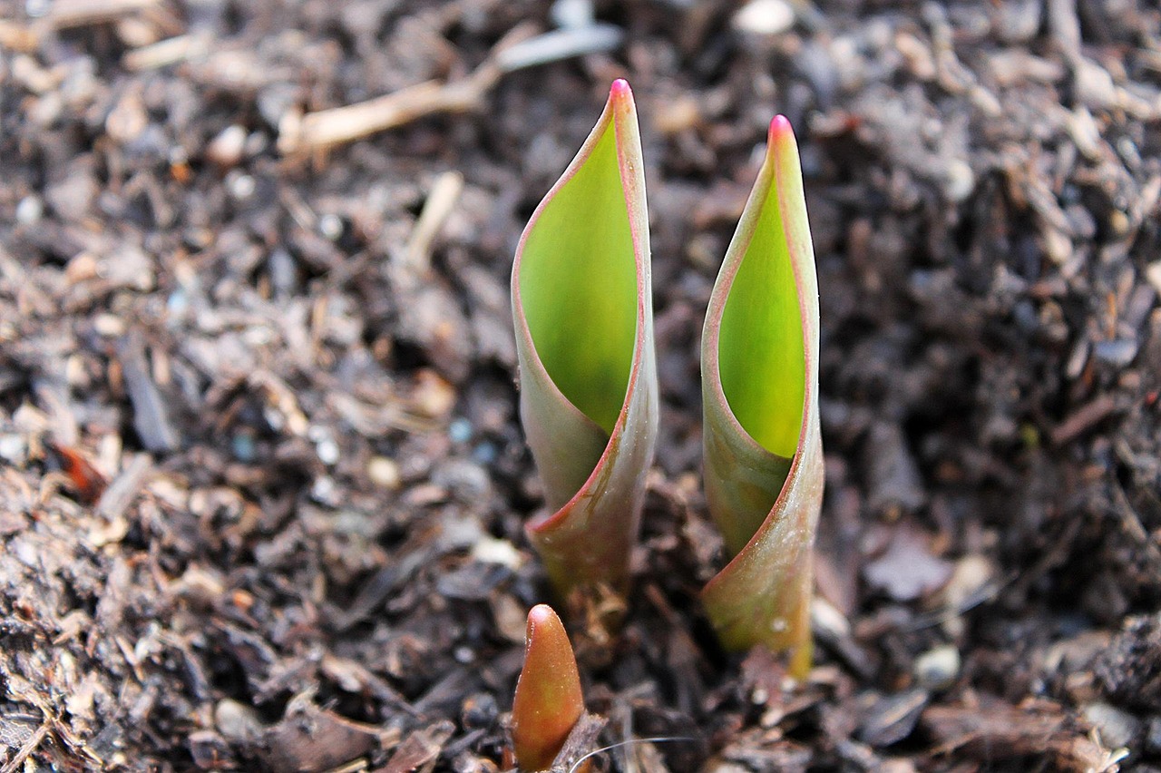 tulip, bulb, emerge, tip, translucent, flower background, spring, flower, plant, sprouting, grow, flower wallpaper, garden, beautiful flowers, nature, green, sprout, earth, mulch