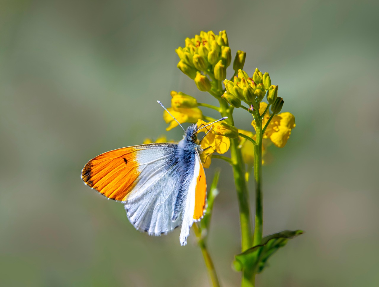 orange tip butterfly, butterfly, insect, animal, plant, garden, close up, nature, lepidoptera, macro, anthocharis cardamines